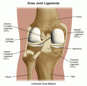 Knee joint ligament